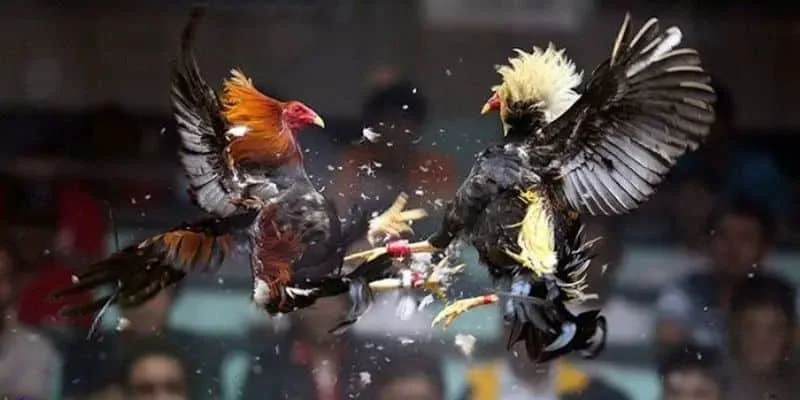 khí giao tranh quyết liệt.Đá gà C1 hấp dẫn và lôi cuốn khí giao tranh quyết liệt.Đá gà C1 hấp dẫn và lôi cuốn