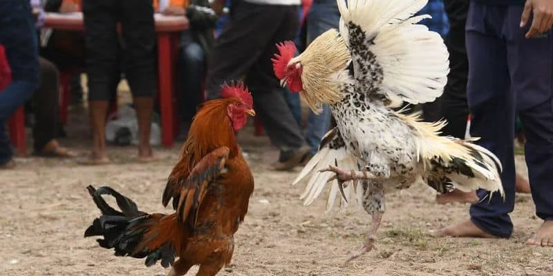 Trận đấu gà C1 đẳng cấp thế giới Trận đấu gà C1 đẳng cấp thế giới