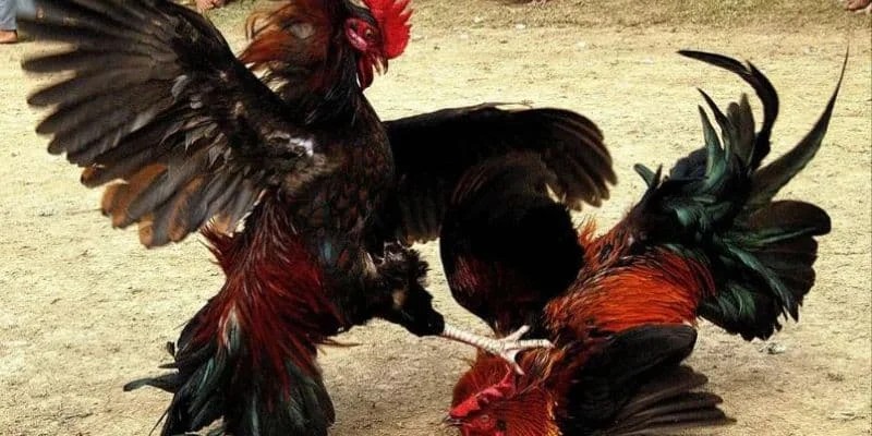 Thời gian diễn ra một trận chiến gà cựa dao theo quy định Thời gian diễn ra một trận chiến gà cựa dao theo quy định