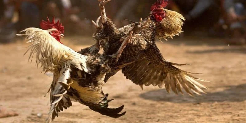 Kỹ thuật cược đá gà dễ thắng Kỹ thuật cược đá gà dễ thắng