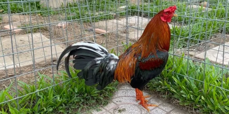 Chiến kê tham gia đá gà Thomo Chiến kê tham gia đá gà Thomo